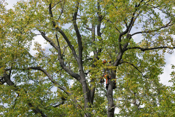 Best Tree Preservation Services  in USA